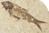 Fossil Fish (Knightia) Mortality Plate - Wyoming #339037-1